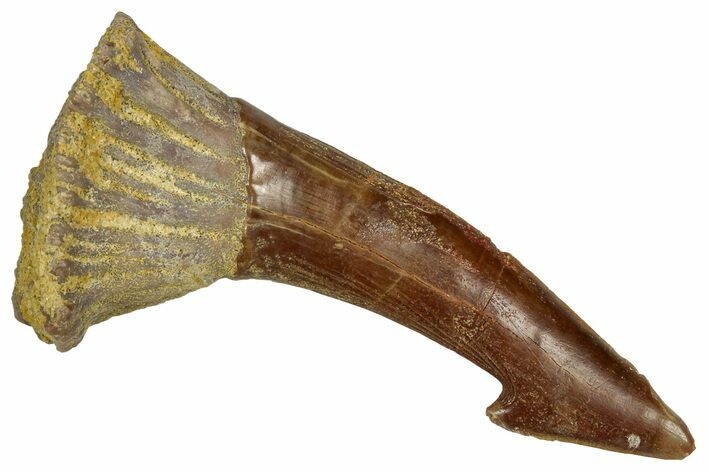Fossil Sawfish (Onchopristis) Rostral Barb - Morocco #351666